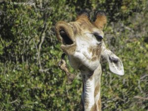 Giraffe chewing on a bone