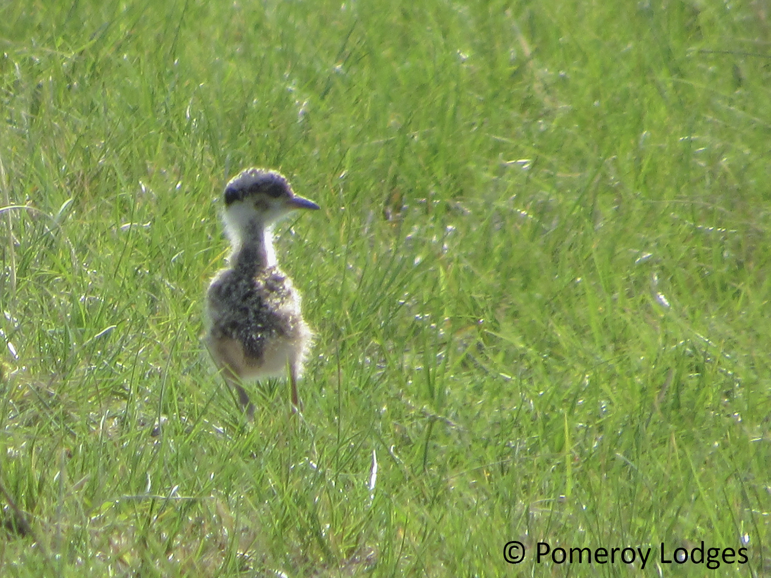 Crowned Plover Chick