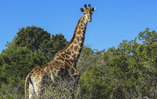 Giraffe - Pomeroy Reserve game gallery