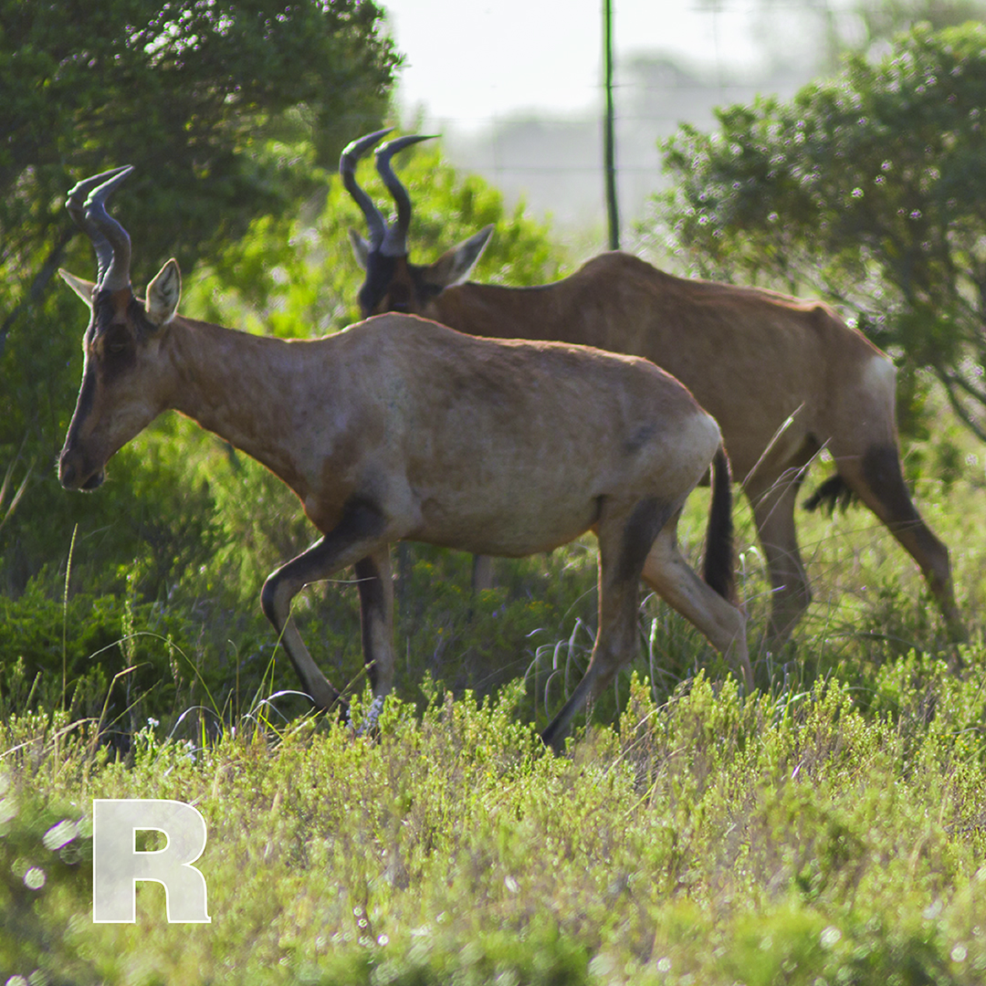 R is for Red Hartebeest