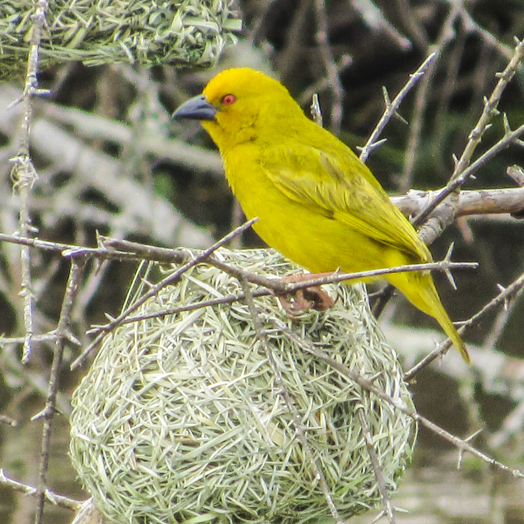 Yellow Weaver